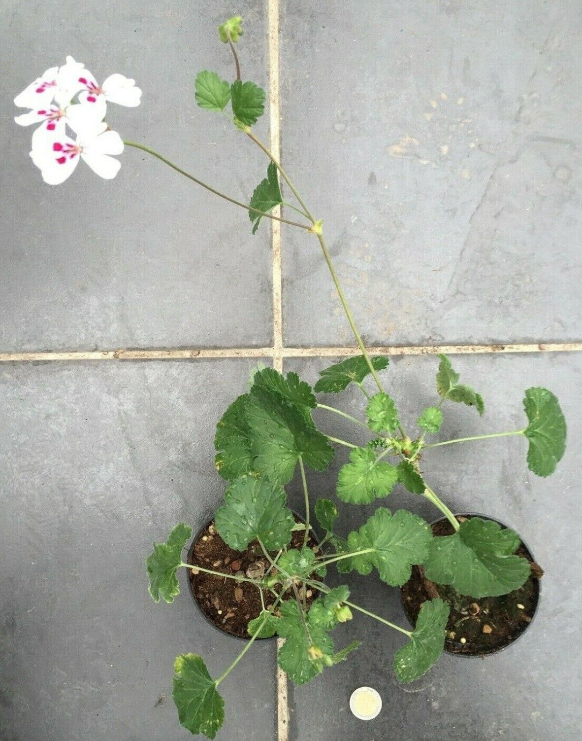 Pelargonium Echinatum
