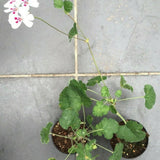 Pelargonium Echinatum