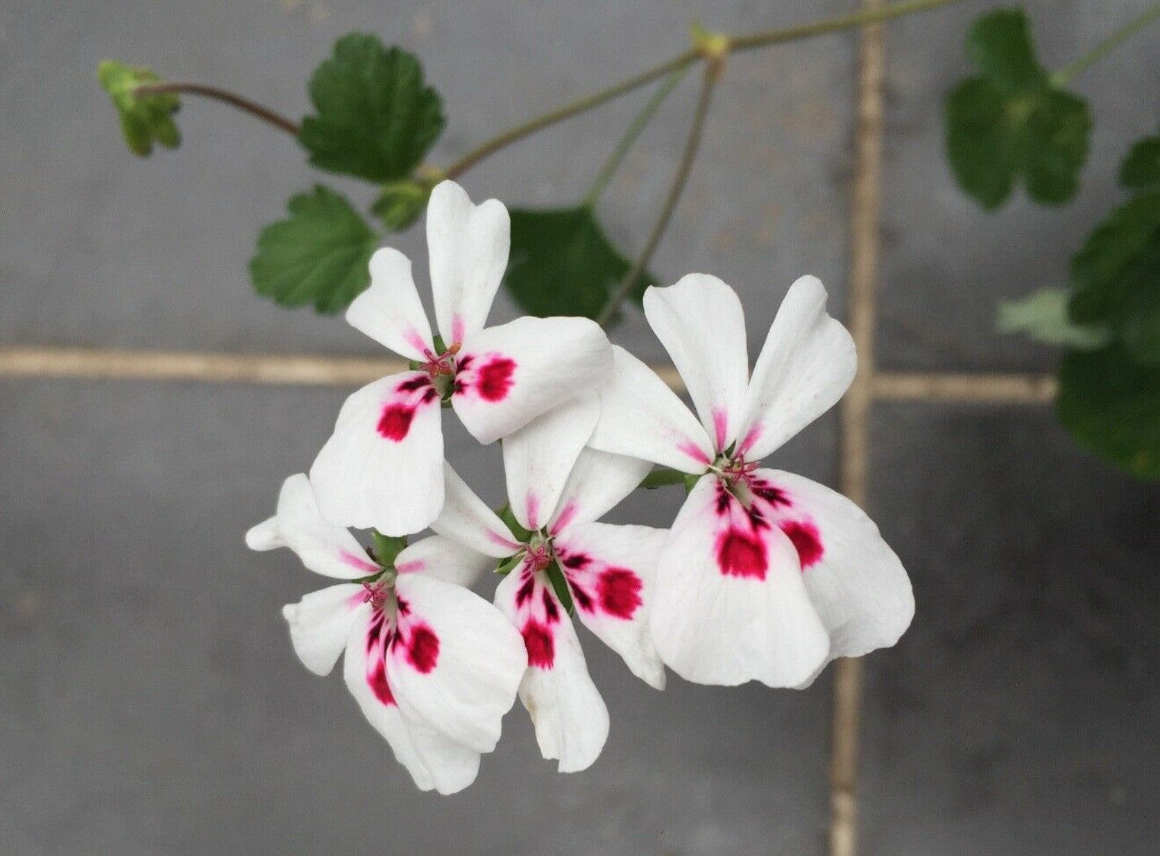 Pelargonium Echinatum