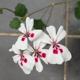 Pelargonium Echinatum