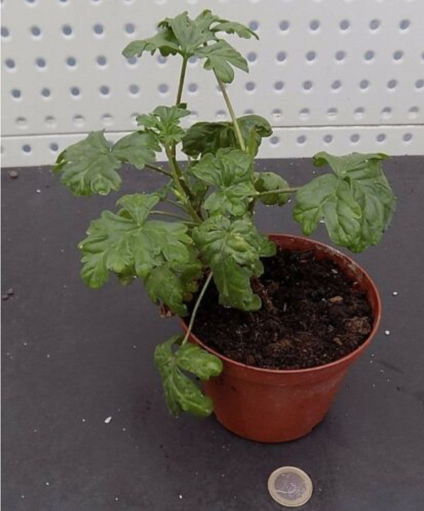 Pelargonium Exihbens