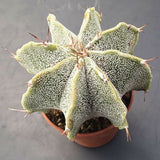 Astrophytum ornatum