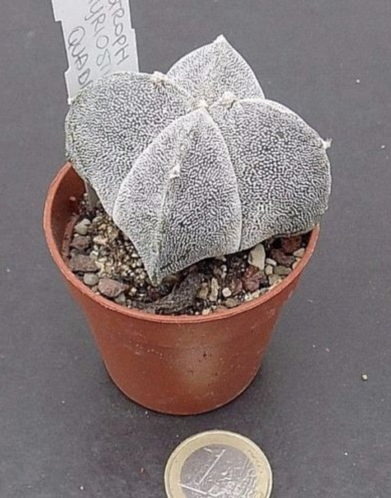Astrophytum Myriostigma v.Quadricostatum