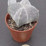 Astrophytum Myriostigma v.Quadricostatum