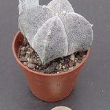 Astrophytum Myriostigma v.Quadricostatum