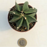 Astrophytum Crassispinum  