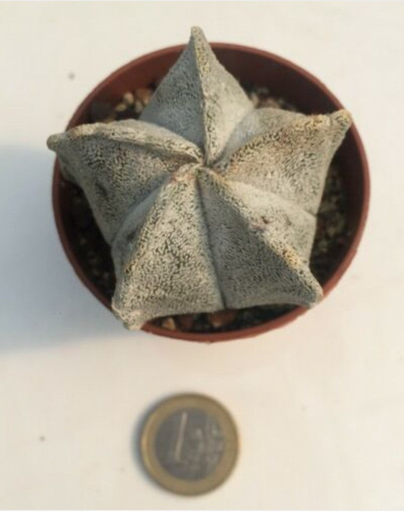 Astrophytum Coahuilense