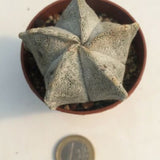 Astrophytum Coahuilense
