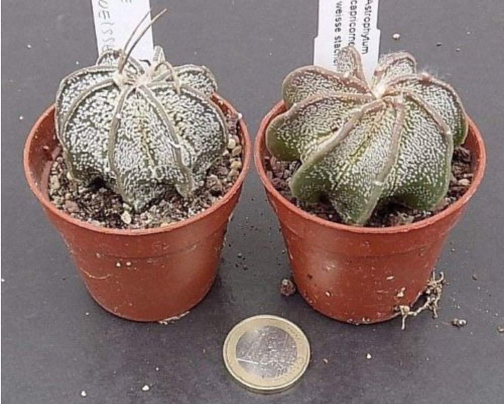 Astrophytum Capricorne niveum