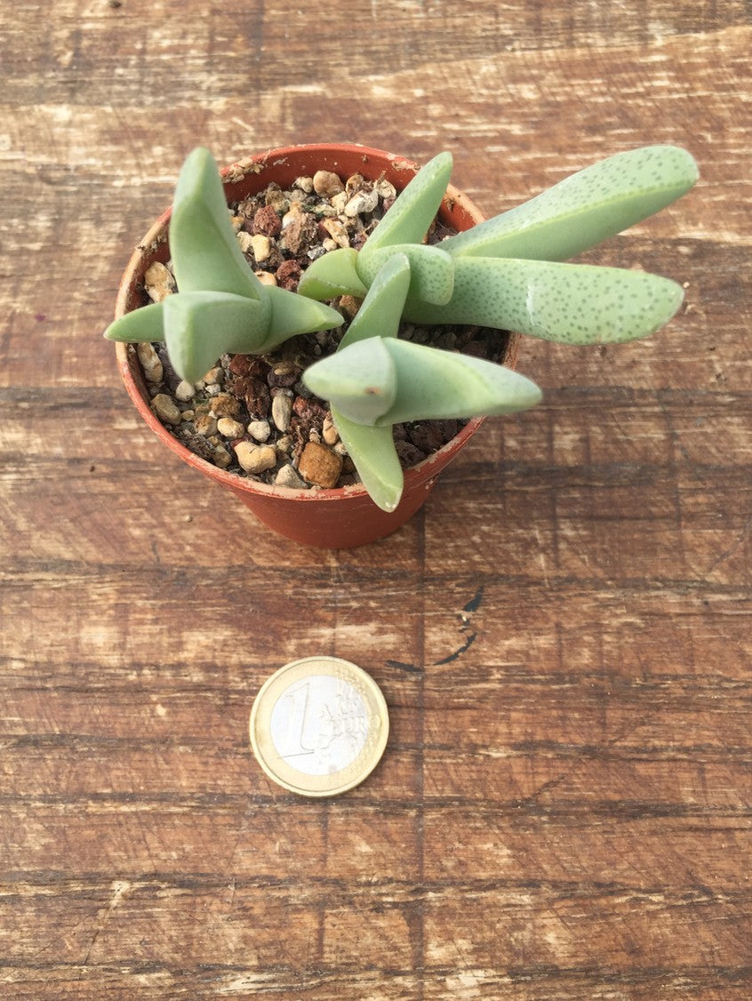 Cheiridopsis pillansii 