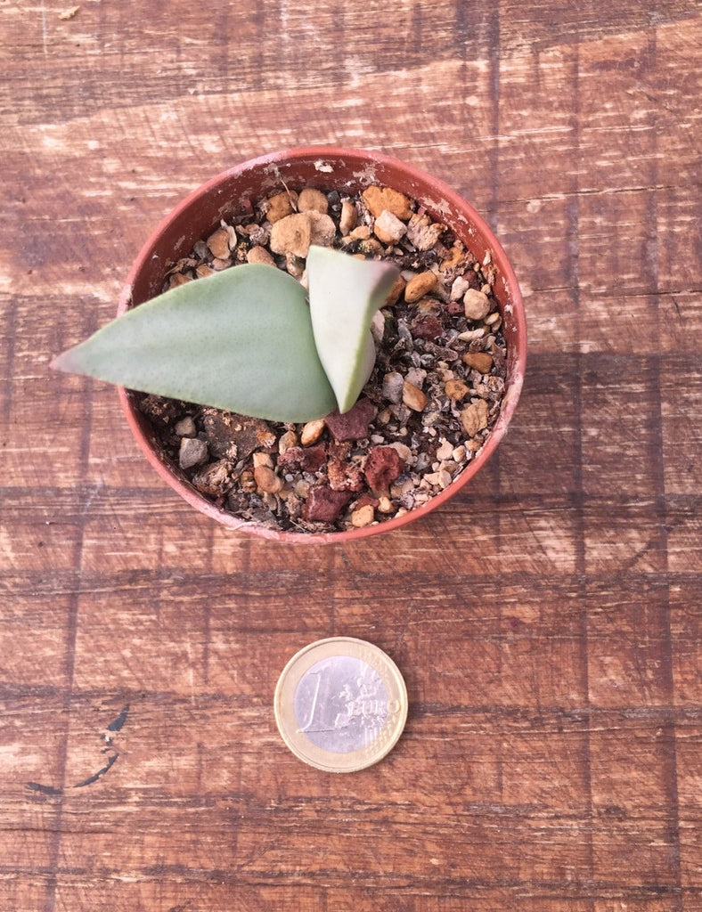 Cheiridopsis peculiaris