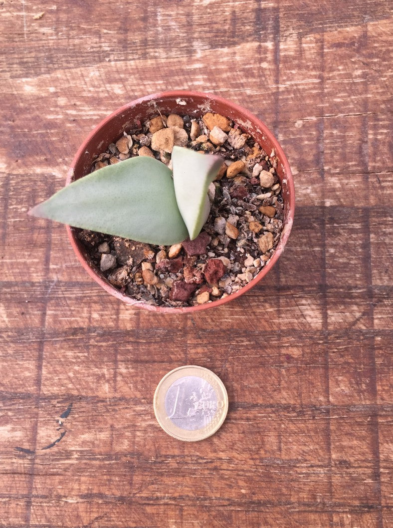 Cheiridopsis peculiaris