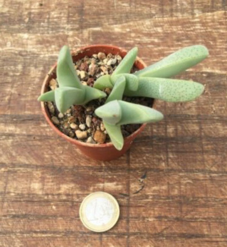 Cheiridopsis purpurea 