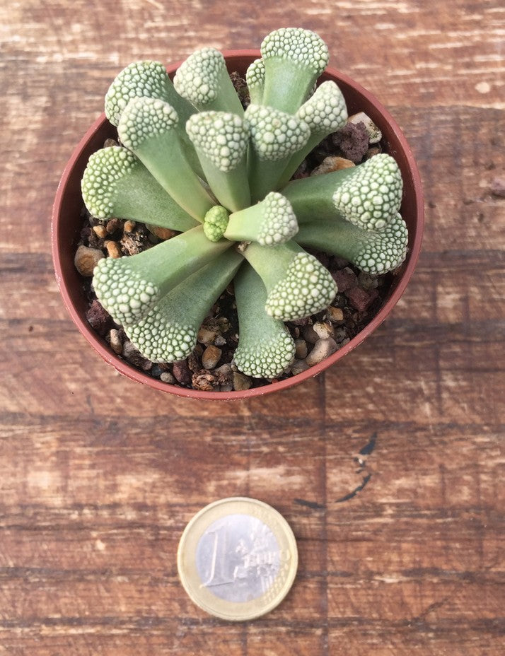 Titanopsis scwantesii klein karas gruenau