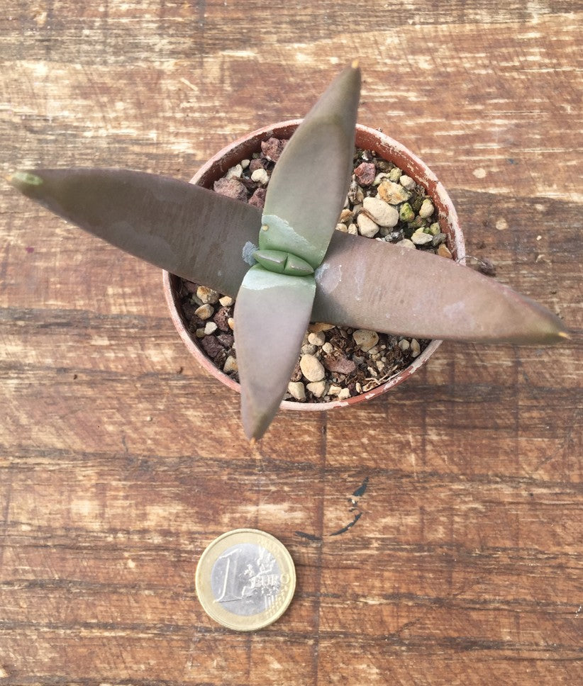 glottiphyllum suave