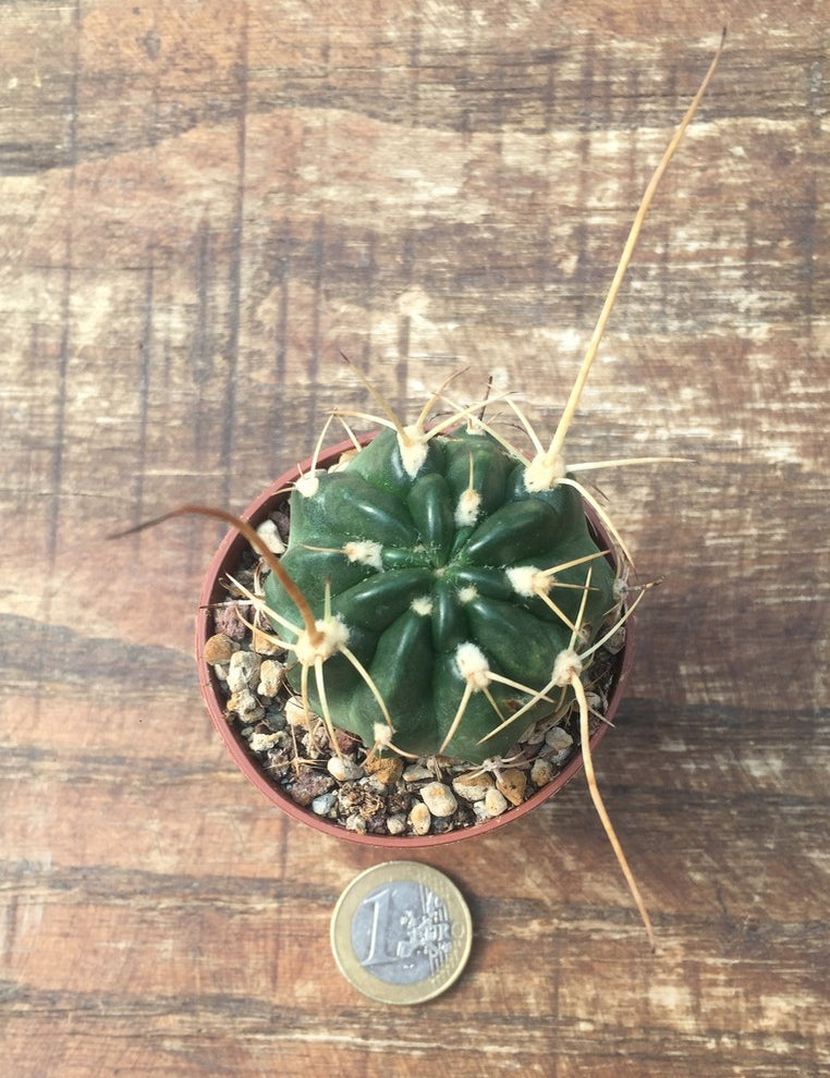 Lobivia longispina