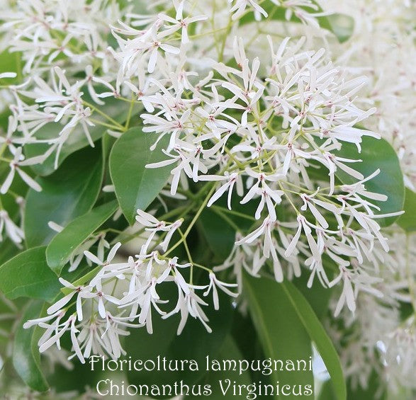 Chionanthus Virginicus