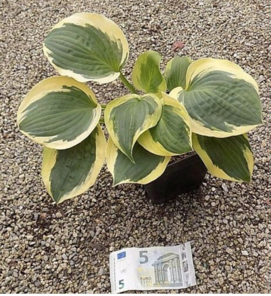 Hosta Clifford's forrest fire