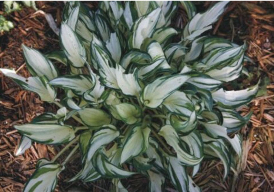 Hosta Fireworks