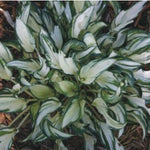 Hosta Fireworks