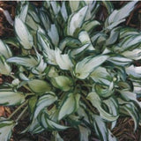 Hosta Fireworks