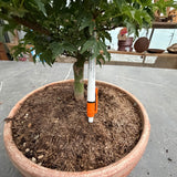 Bonsai Acer Palmatum Shishigashira come da foto, vaso cm.20