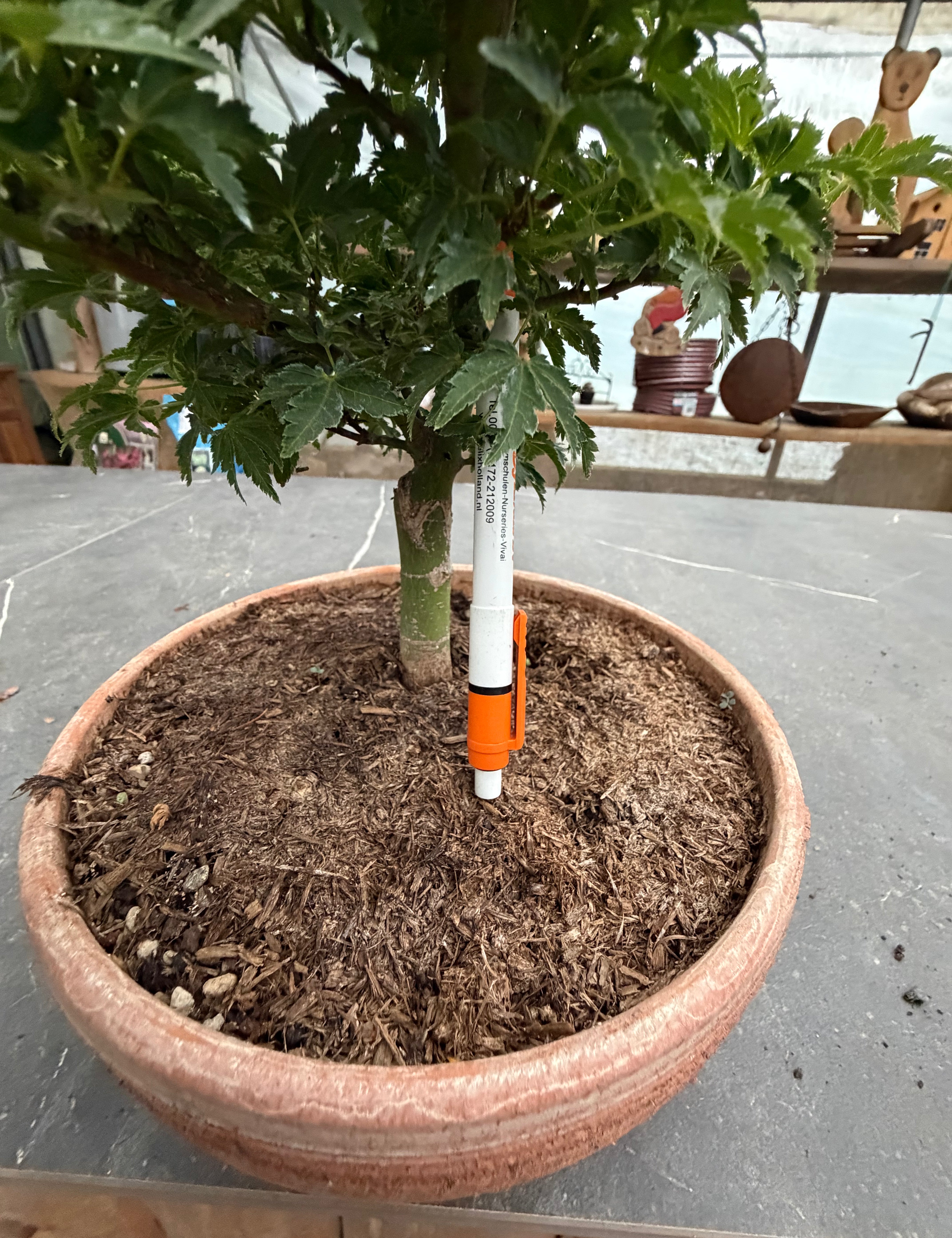 Bonsai Acer Palmatum Shishigashira come da foto, vaso cm.20