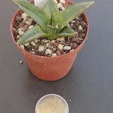 Agave Victoria reginae v. swobodae