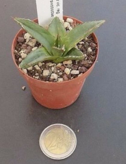 Agave Victoria reginae v. swobodae