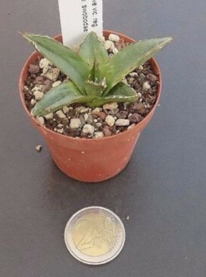 Agave Victoria reginae v. swobodae