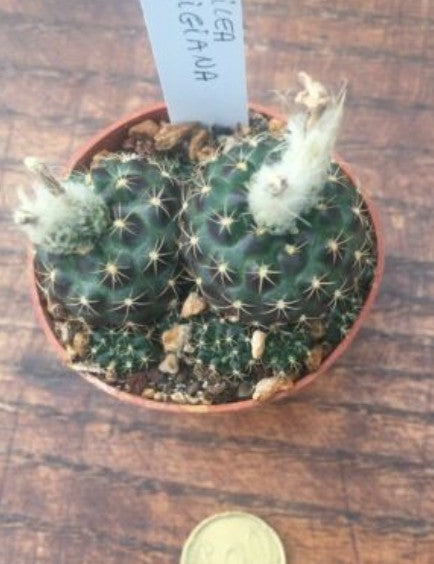 Frailea uhligiana