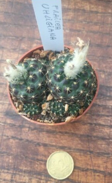 Frailea uhligiana