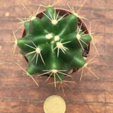 Ferocactus acanthodes nudo s.miguel de allende