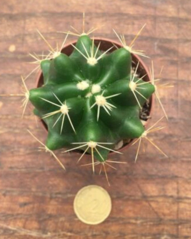 Ferocactus acanthodes nudo s.miguel de allende