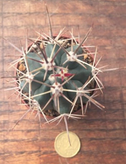 Ferocactus Santamaria (super)