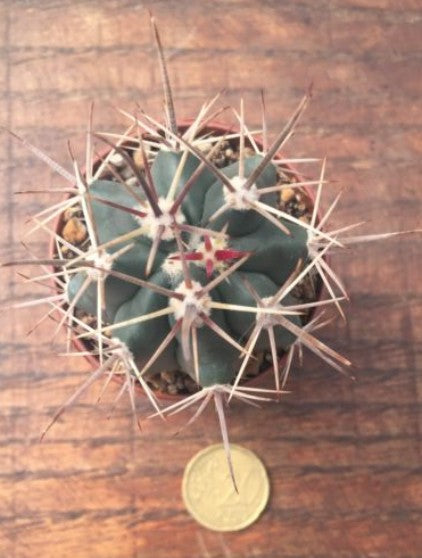 Ferocactus Santamaria (super)