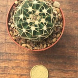 wigginsia sessiflora