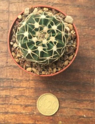 wigginsia sessiflora