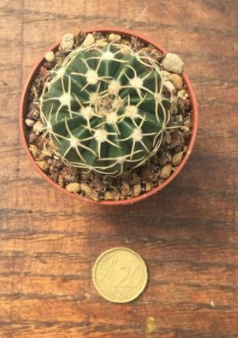 wigginsia sessiflora