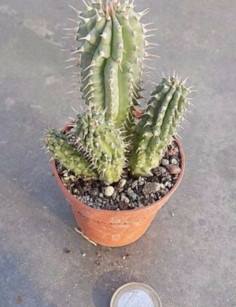 Hoodia escobaria hybr. 
