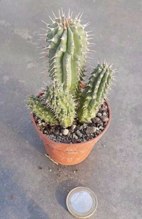 Hoodia escobaria hybr. 