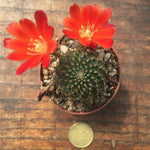 Rebutia vulpina
