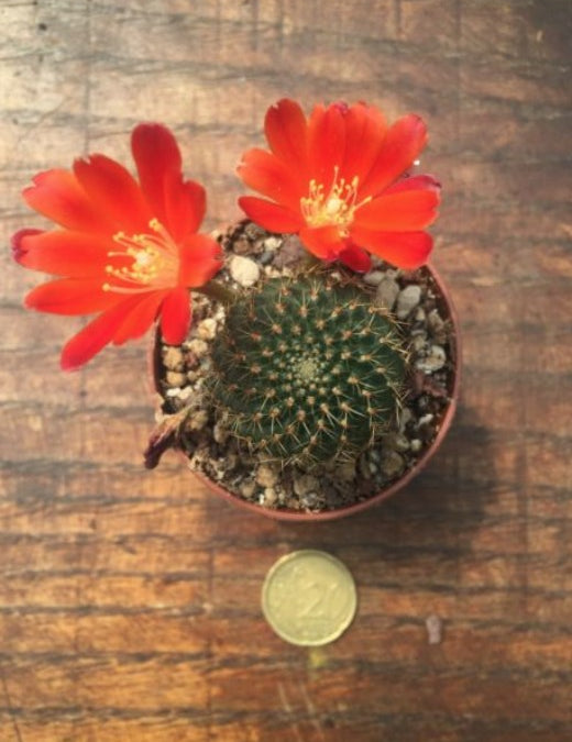 Rebutia vulpina