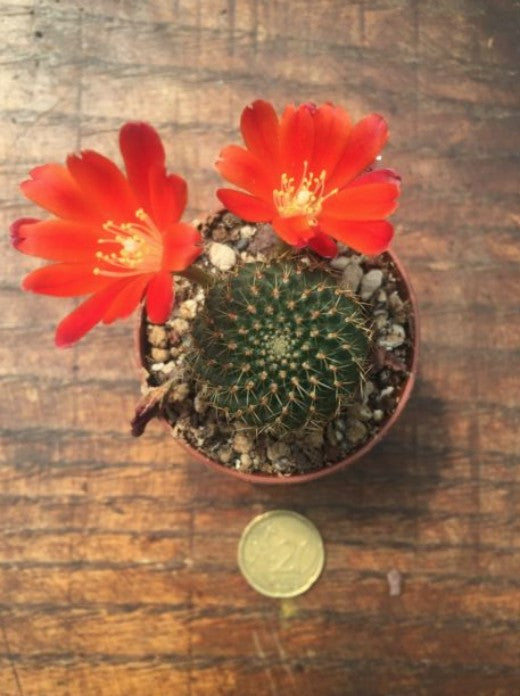 Rebutia vulpina