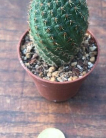 Rebutia vulpina
