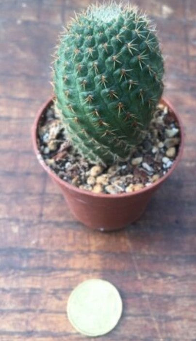 Rebutia vulpina