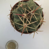 Ferocactus macrodiscus