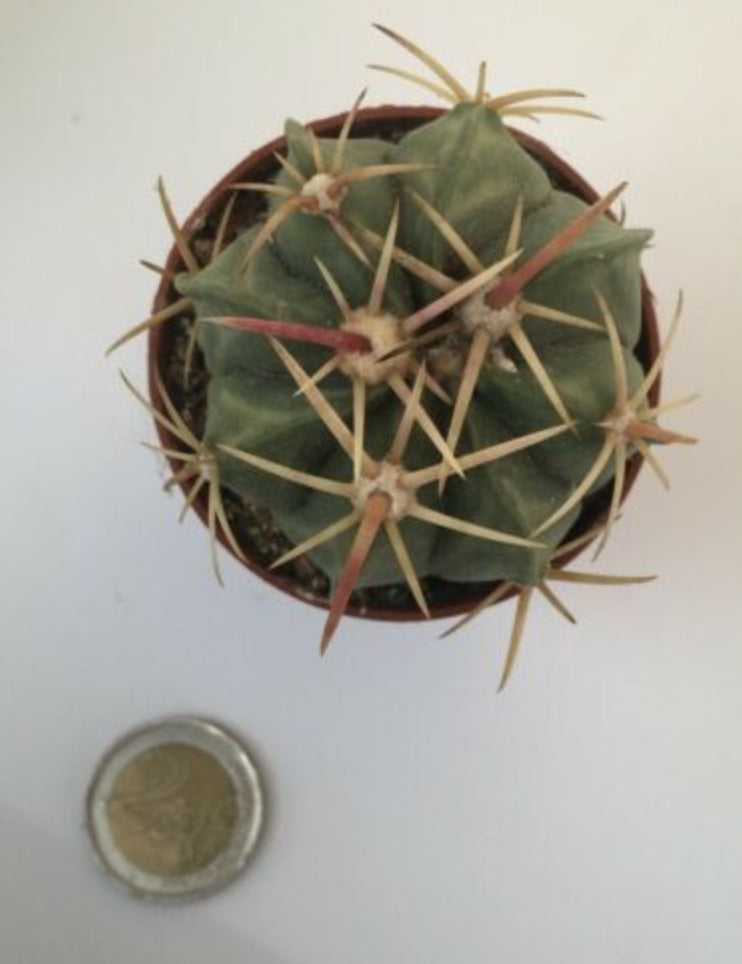 Ferocactus macrodiscus