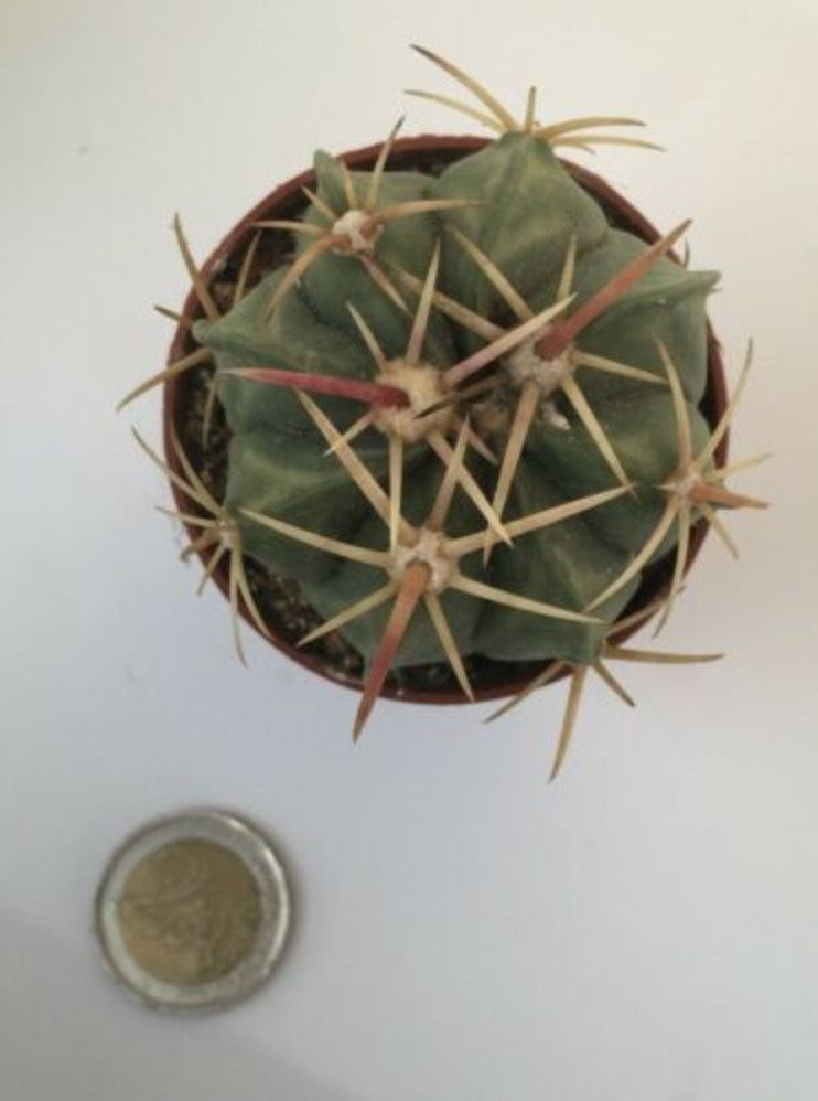 Ferocactus macrodiscus