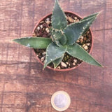 Agave Utahensis Erborispina kingstone